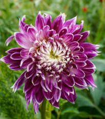 Jiřinka Vancouver - Dahlia - hlízy jiřinky - 1 ks